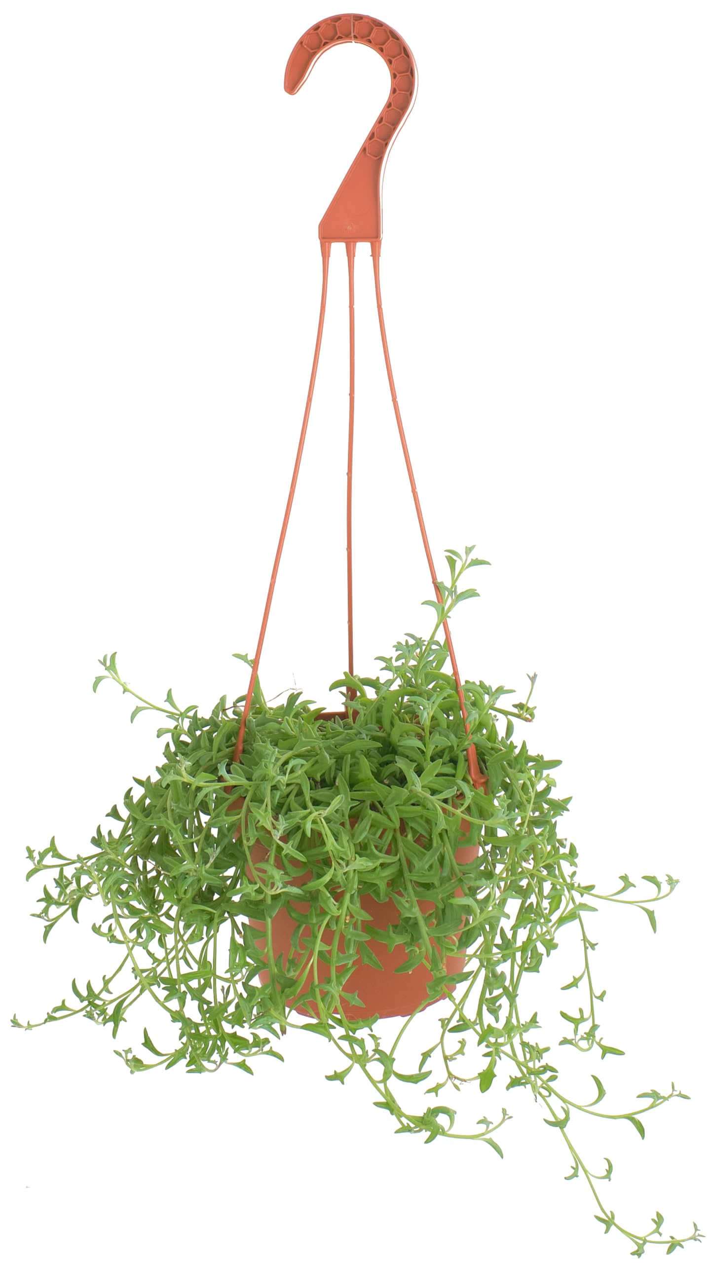 Shop Succulents String of Dolphins hanging plant in a 6-inch pot for easy indoor greenery.