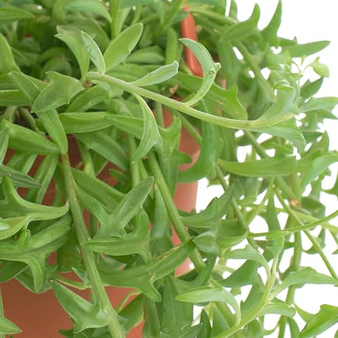 Shop Succulents String of Dolphins trailing stems enhances any shelf or basket display.
