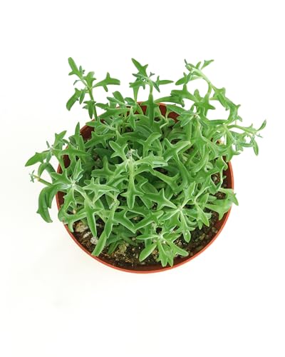 Shop Succulents String of Dolphins trailing stems create a lush focal point in hanging planters.