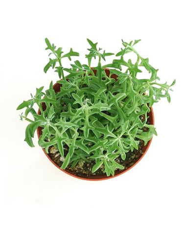 Shop Succulents String of Dolphins trailing stems create a lush focal point in hanging planters.