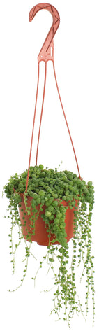 Shop Succulents String of Pearls hanging basket plant for easy decor.