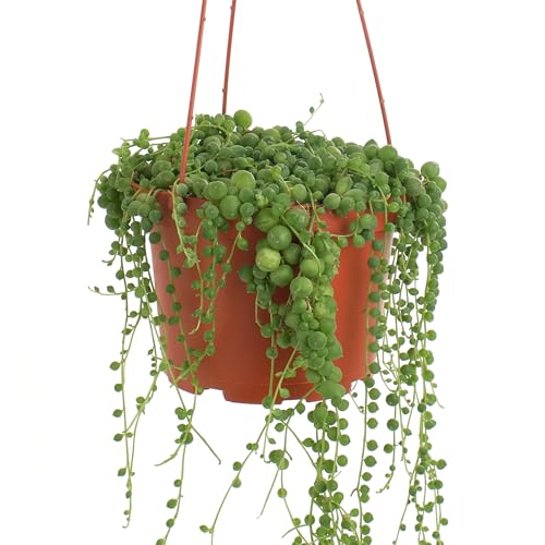 Shop Succulents String of Pearls versatile decor for indoor and outdoor spaces.