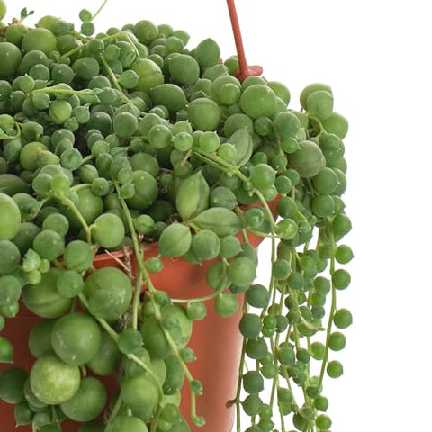 Shop Succulents String of Pearls vertical garden display with textured foliage.