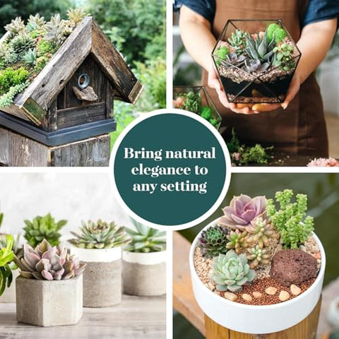 Shop Succulents close-up of leaf textures and healthy edges