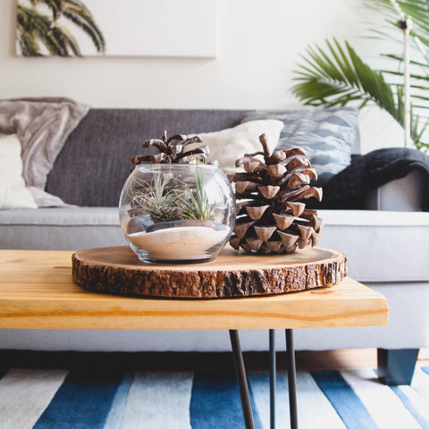 Shop Succulents Tillandsia terrarium-ready 6 showcases resilient greenery for creative arrangements.