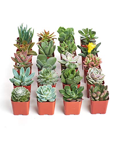 Shop Succulents terrarium display: vibrant plants add texture and life.