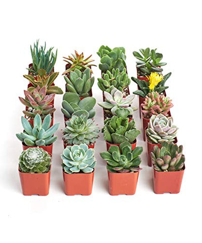 Shop Succulents terrarium display: vibrant plants add texture and life.