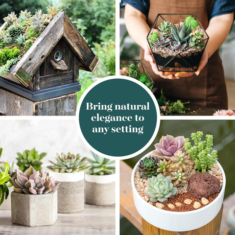 Shop Succulents terrarium-friendly plants create lush, eye-catching displays.