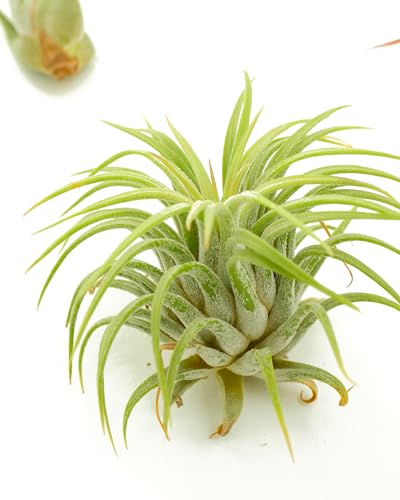 Shop Succulents Tillandsia variety pack collection 4 offers compact, display-ready greenery for small spaces.