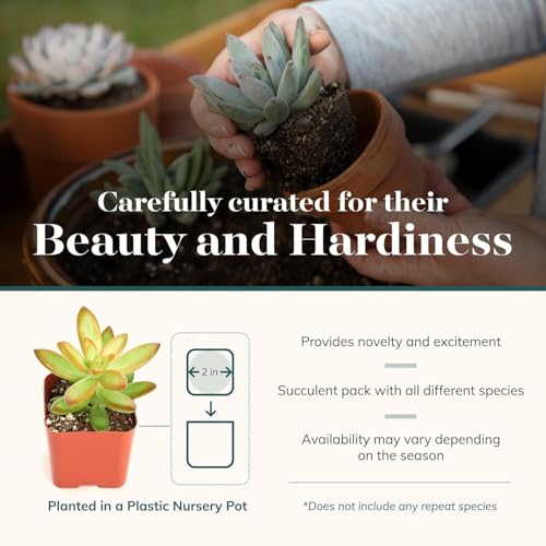 Shop Succulents two-inch succulent plants in individual pots for hassle-free care