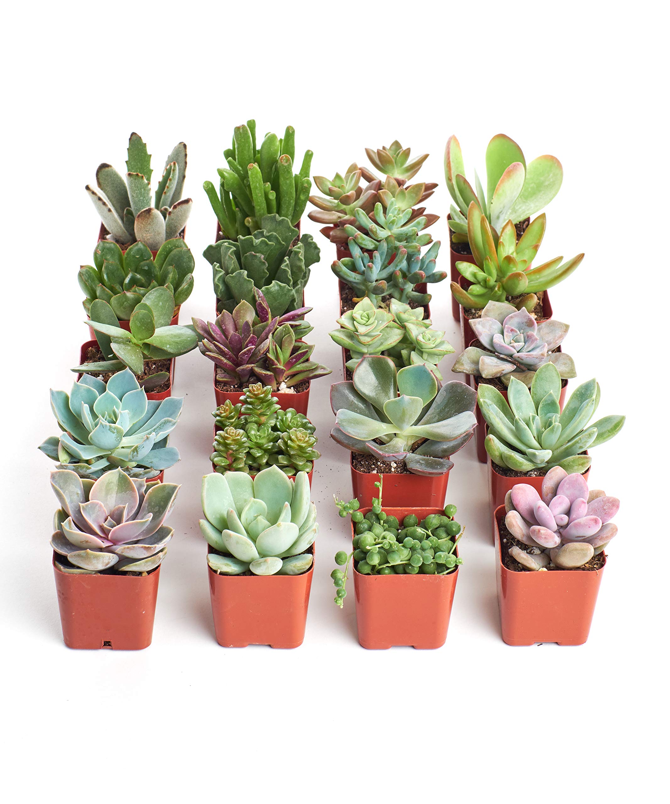 Shop Succulents unique mini pack: 20 live succulents for effortless home decor.