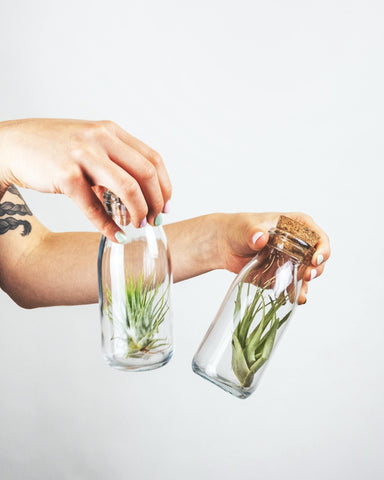 Shop Succulents wall-display air plant 7 enables lightweight, eye-catching decor with minimal care.