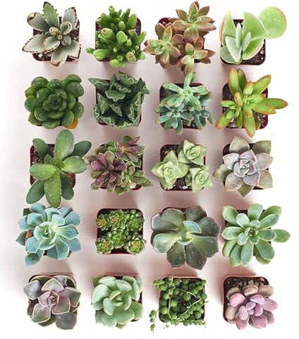 Shop Succulents wedding-favor minis: charming keepsakes for guests.