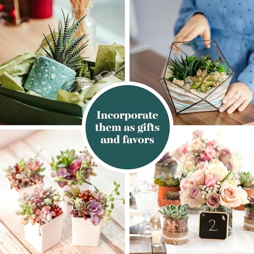 Shop Succulents wedding-favor succulents elevate events with natural charm.