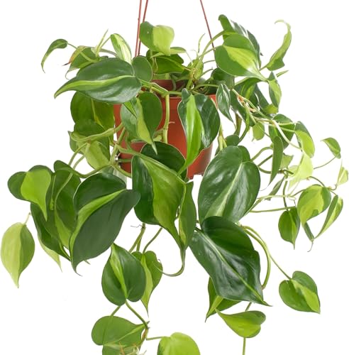 Shop Succulents Brasil Philodendron Heartleaf with yellow-striped leaves adds vibrant color to interiors.