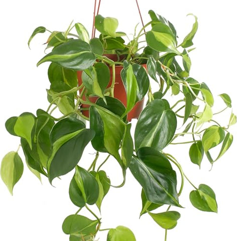 Shop Succulents Brasil Philodendron Heartleaf with yellow-striped leaves adds vibrant color to interiors.