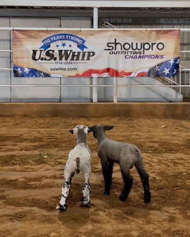 Blue Show Pro lamb tube in size large fits a larger show lamb.