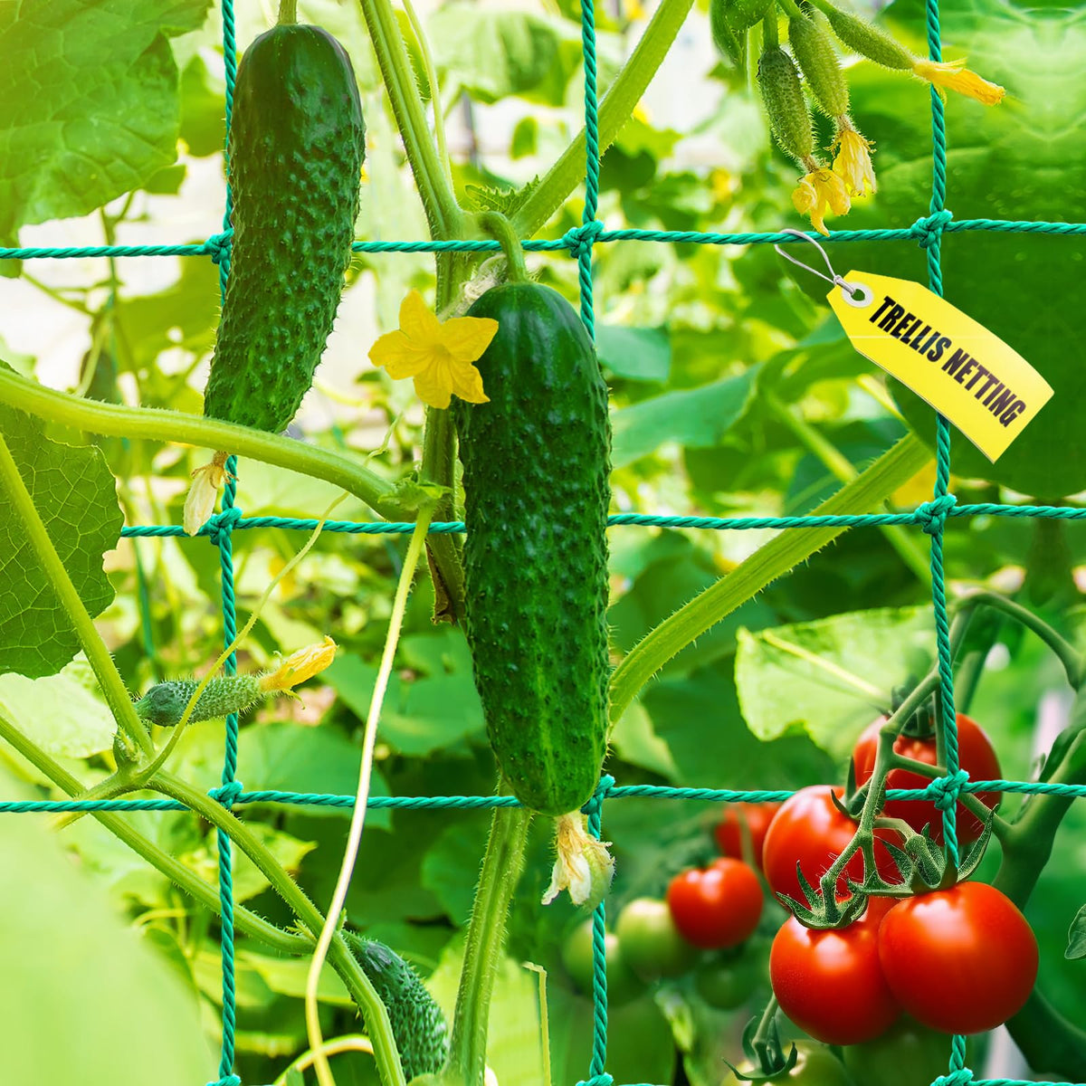 SHPPETONB Trellis netting 16.5x6.6ft supports climbing plants with improved airflow.
