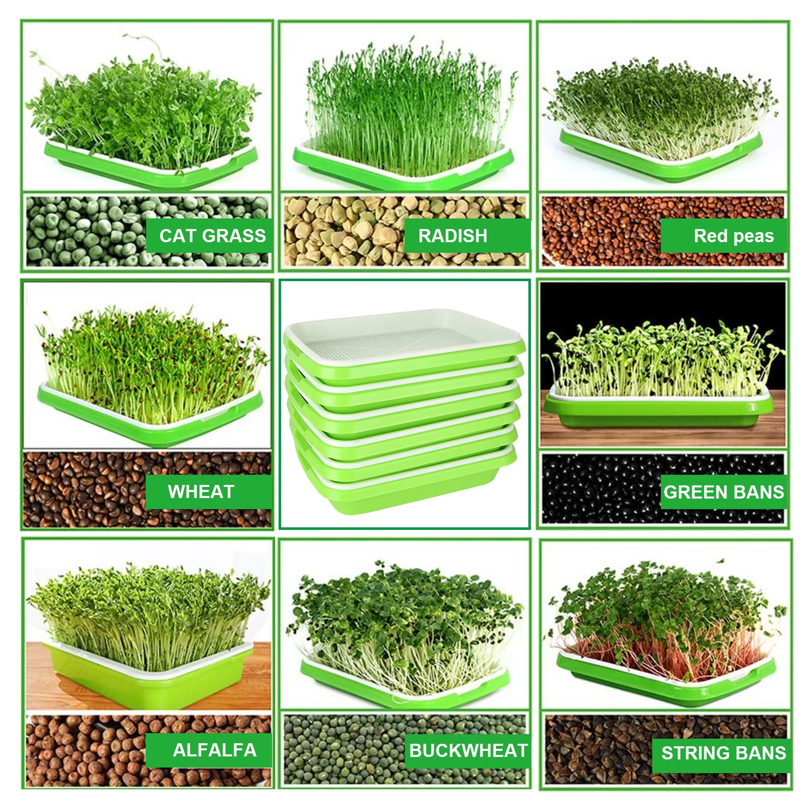 SHUESS compact sprouting setup ideal for office or windowsill gardens.
