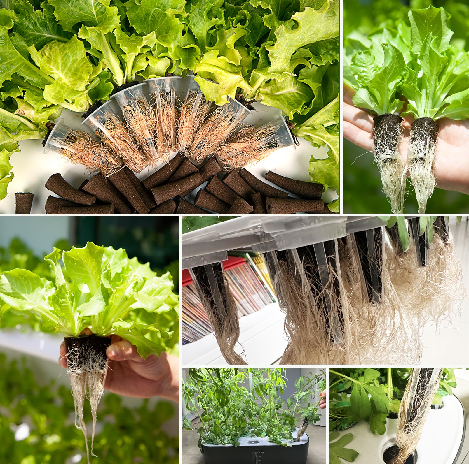 SIETAMIS seedling care shows post germination support for healthy roots