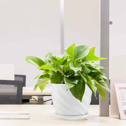Sietpoek four-piece white planter set fitting compact spaces on a shelf