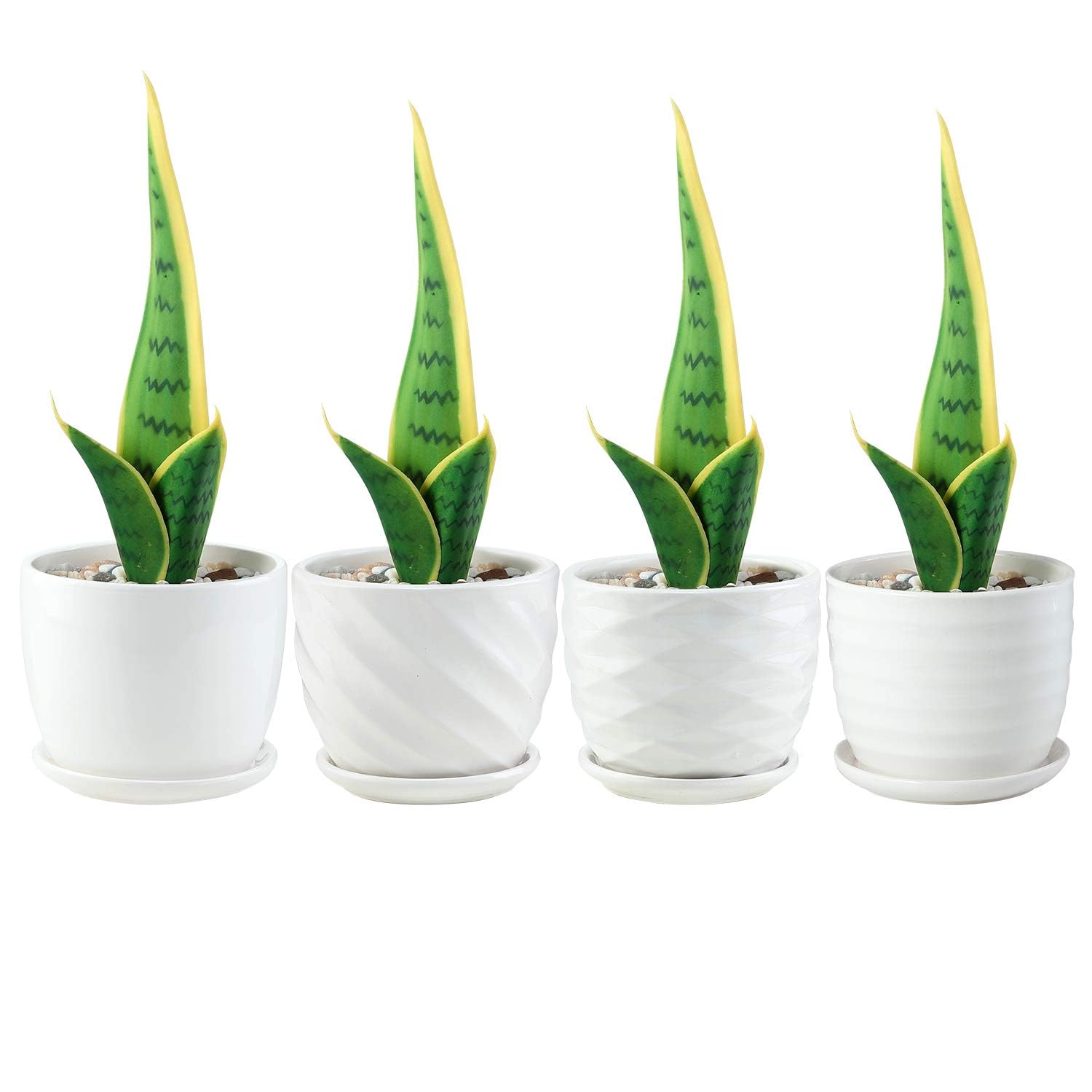 Sietpoek snake plant pot in white cylinder style suitable for indoor spaces