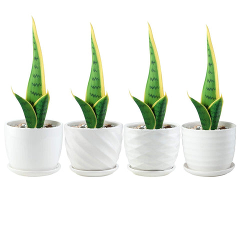 Sietpoek snake plant pot in white cylinder style suitable for indoor spaces