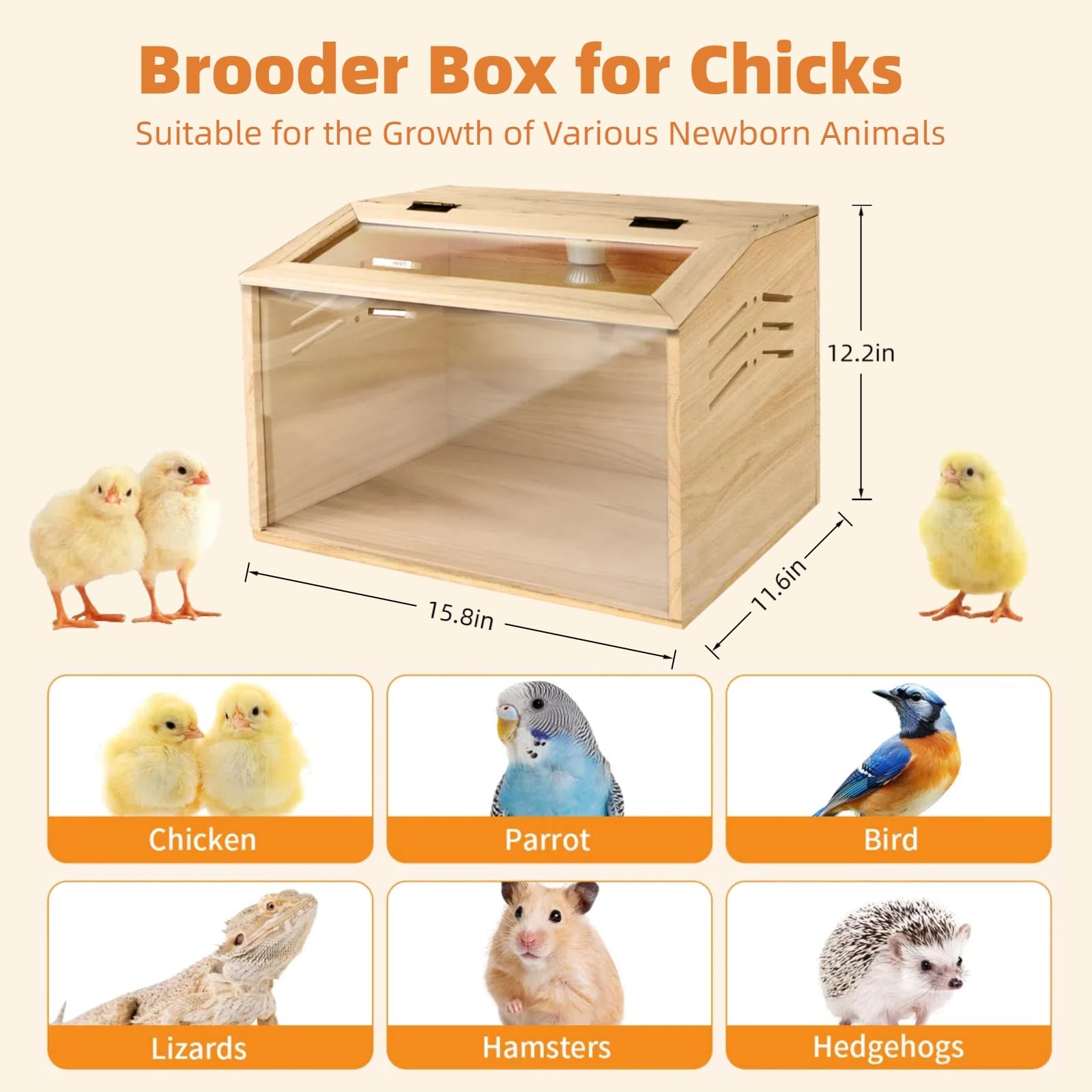 Silanit brooder with 50W lamp provides consistent warmth for chicks.