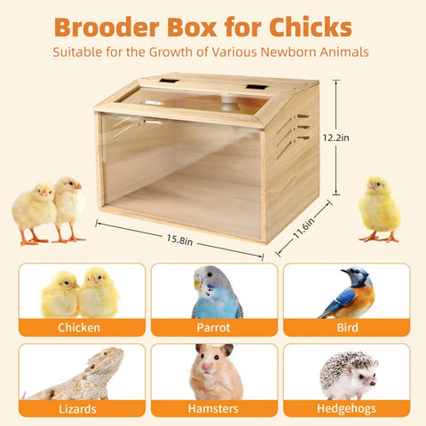 Silanit brooder with 50W lamp provides consistent warmth for chicks.