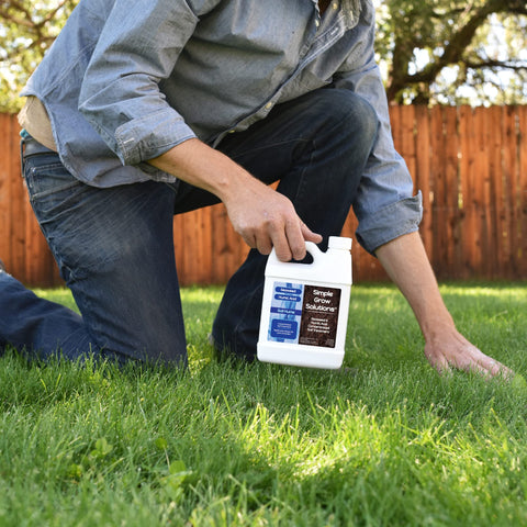 Indoor plants treated with Simple Lawn Solutions seaweed blend for vigor.