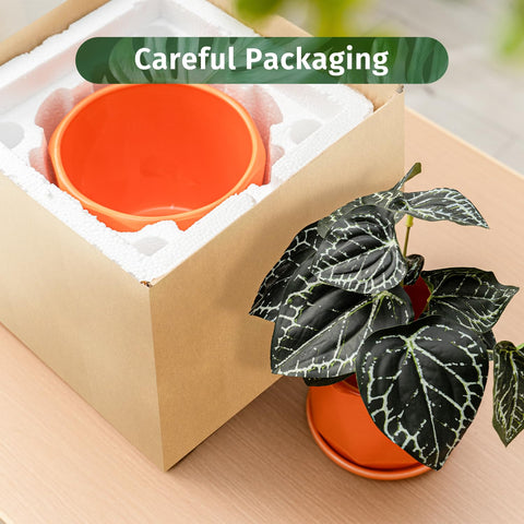Sin wings gift-ready ceramic planter set suitable for gifting