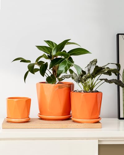Sin wings octagon ceramic planter 5.5 inch ideal for medium plants on desk