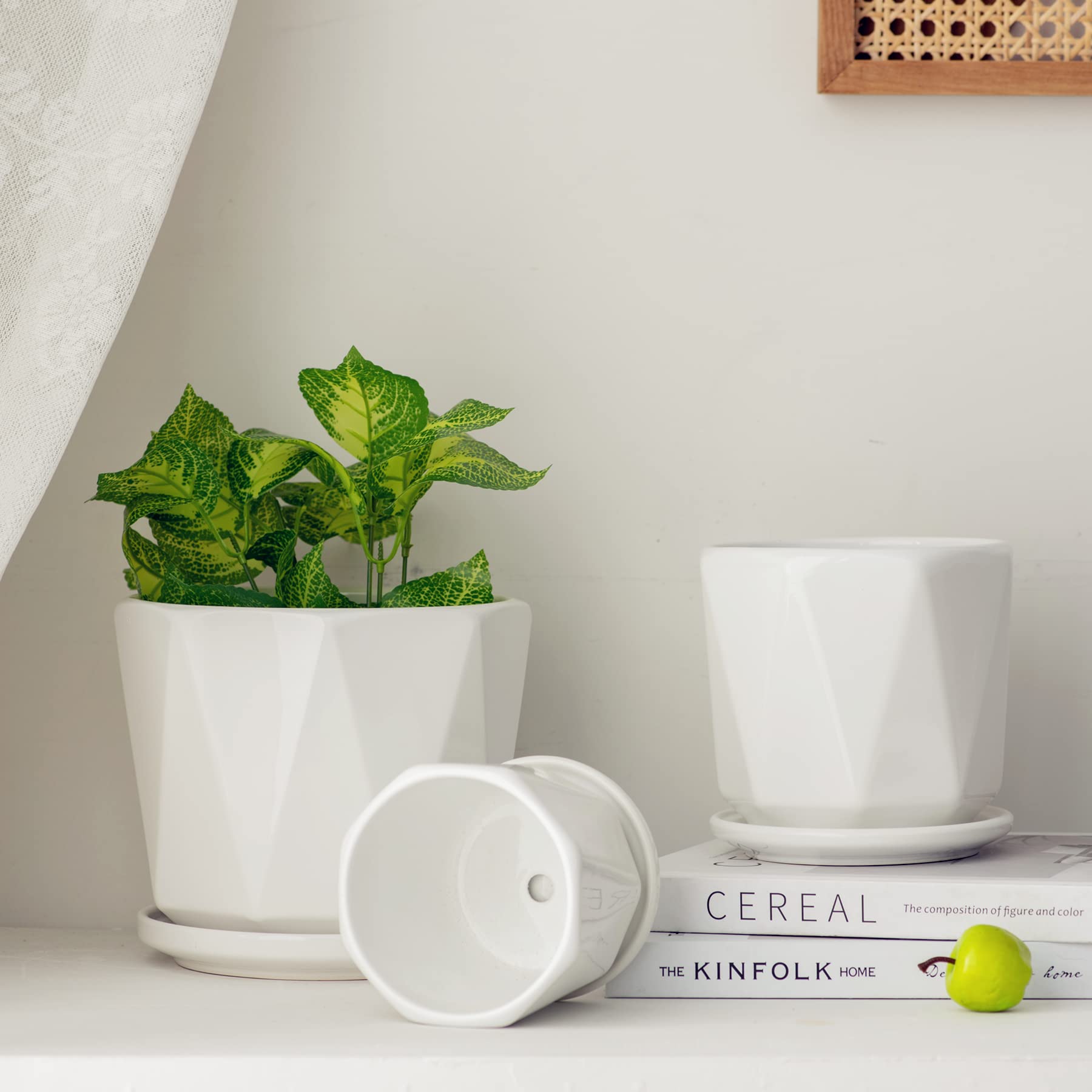 Sin Wings 4.7 inch pot suited for compact windowsill displays