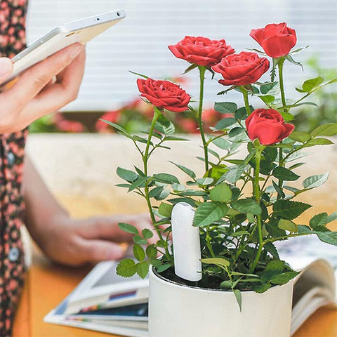 Sinbeda indoor plant hygrometer assists climate awareness in living spaces