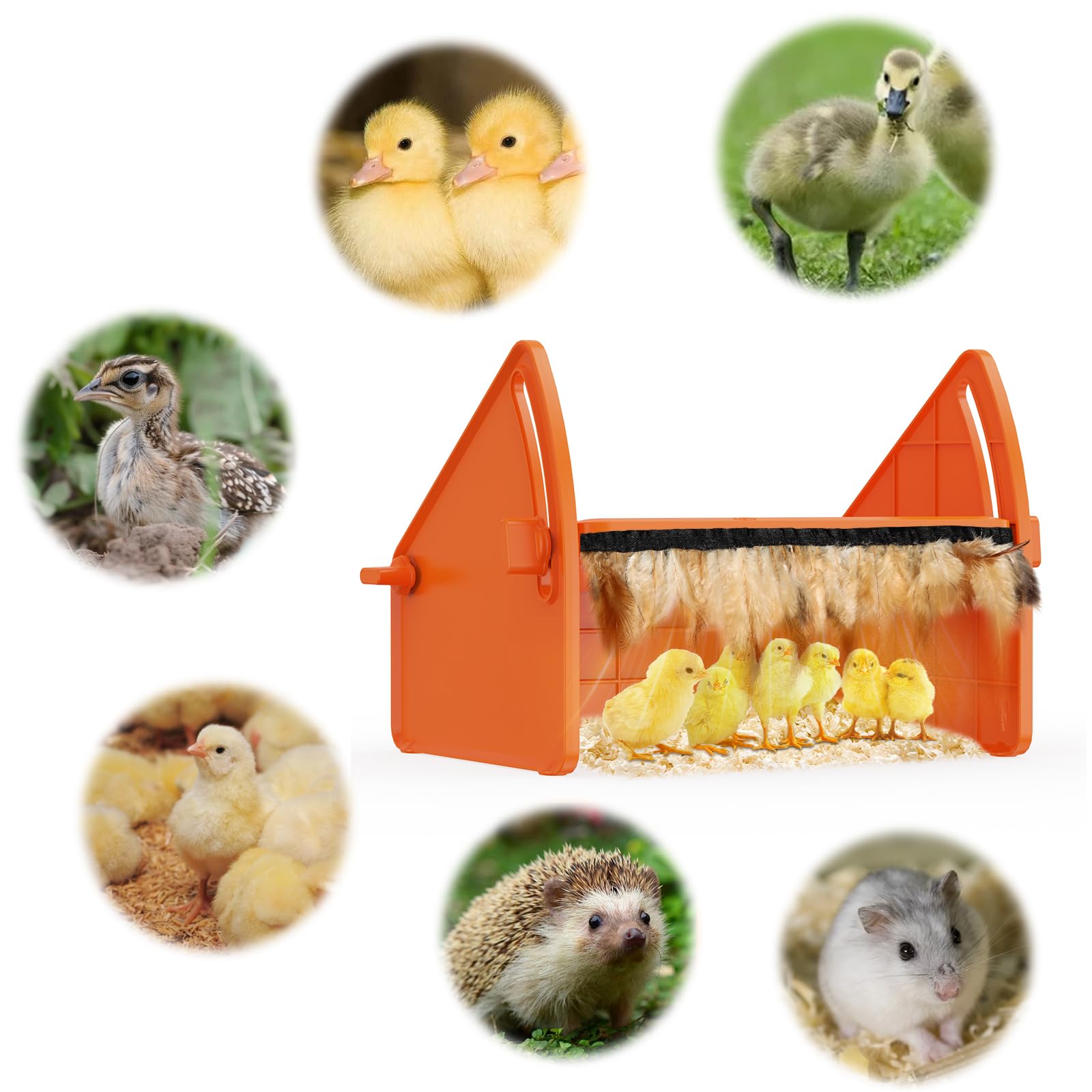 Sindarhor in-use with chicks demonstrates energy-efficient warmth without bulky lamps.