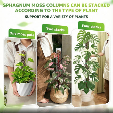 Sisher close-up of D-shape back design helps roots attach naturally.