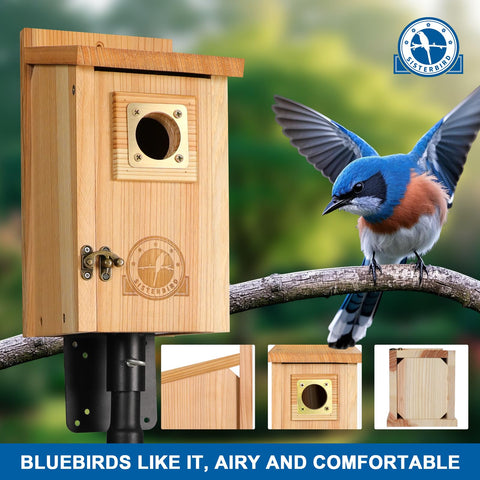 SISTERBIRD bluebird house front view with copper guard for outdoor nesting.