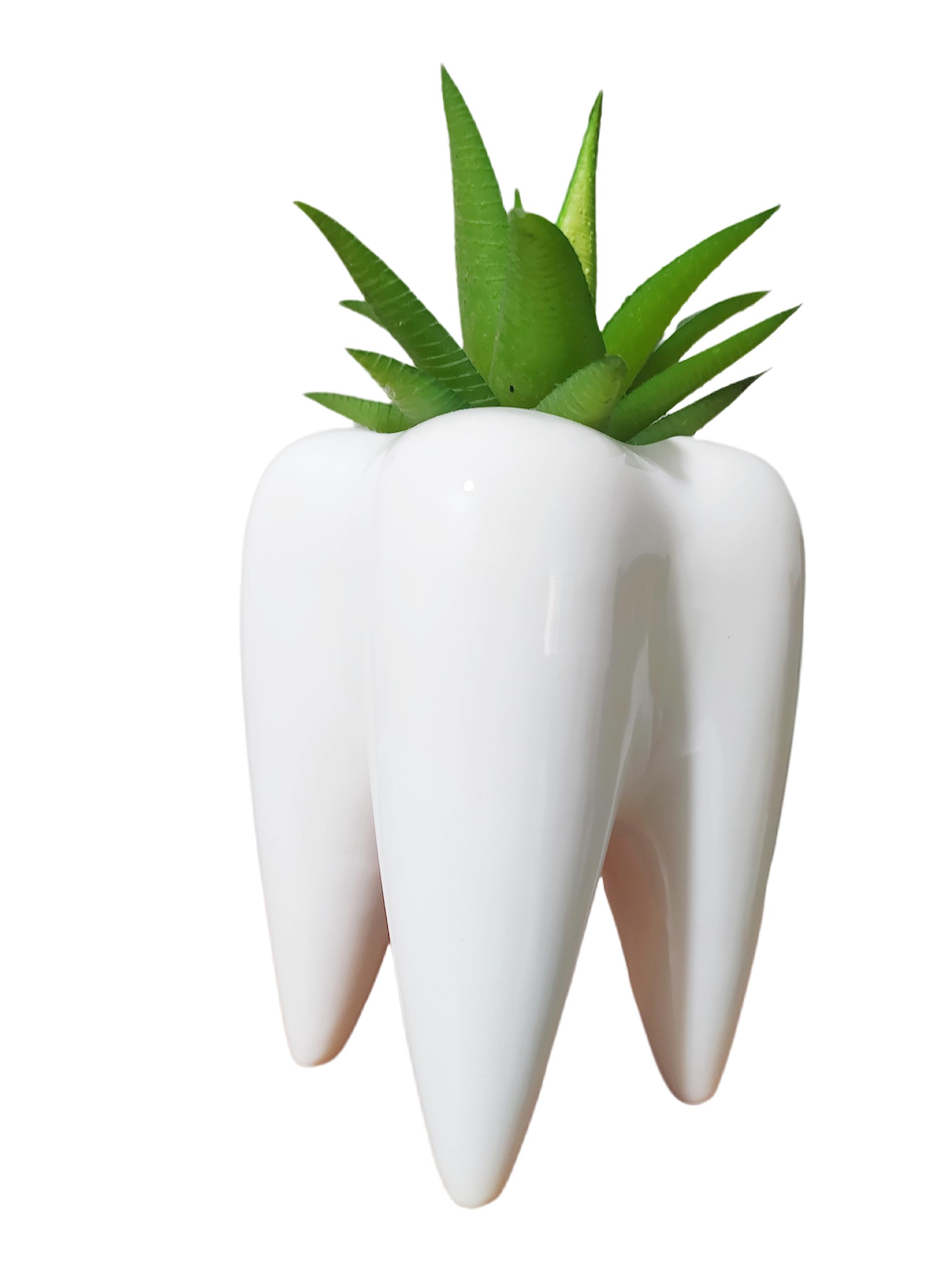 SJBAG snail shell-detail pot highlights durability and drainage for small plants.
