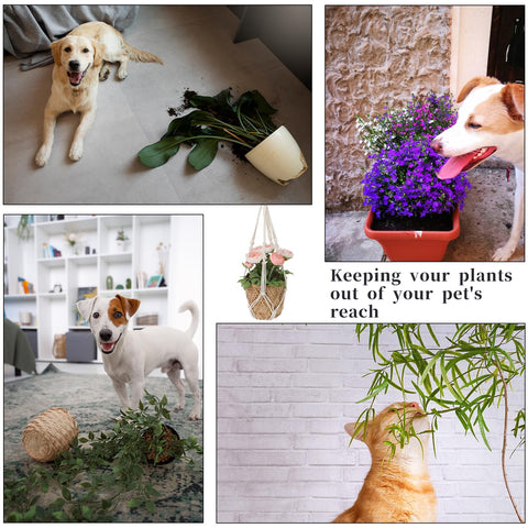 Sliverdew perfect gift for plant lovers on holidays or occasions
