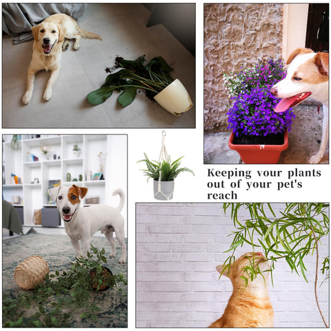 Sliverdew cotton cord ensures easy expansion and gentle watering access