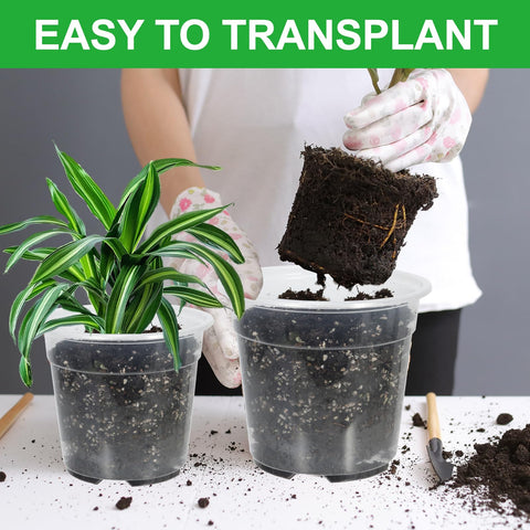 SLMKHHU clear 6 inch nursery pot designed for transplanting and moisture checks.