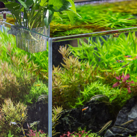SLSON plant holder enhances aquatic arrangements and tank aesthetics