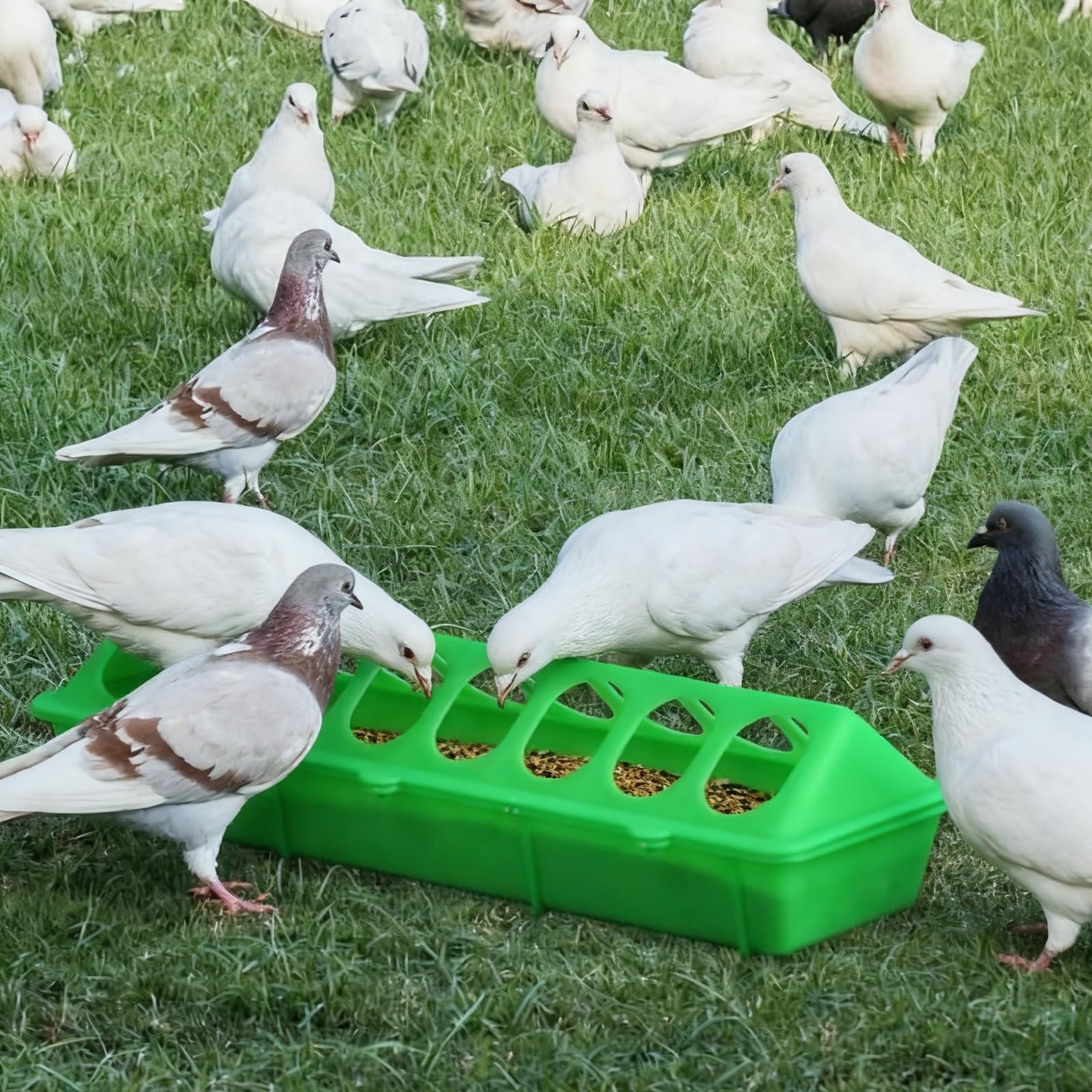SLWHYZL feeder ideal for chicks, ducklings, pigeons