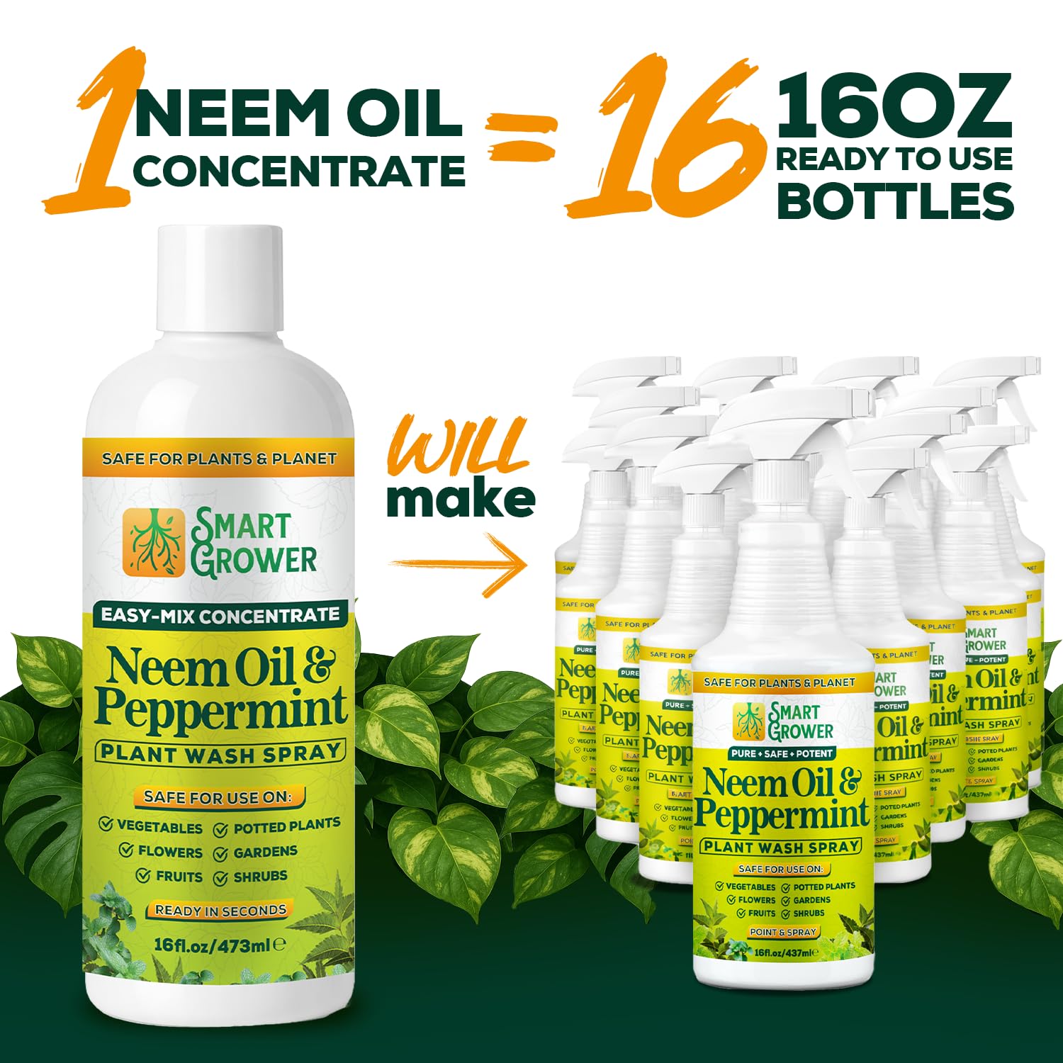 Leaves shine on indoor houseplants after applying Smart Grower neem spray.