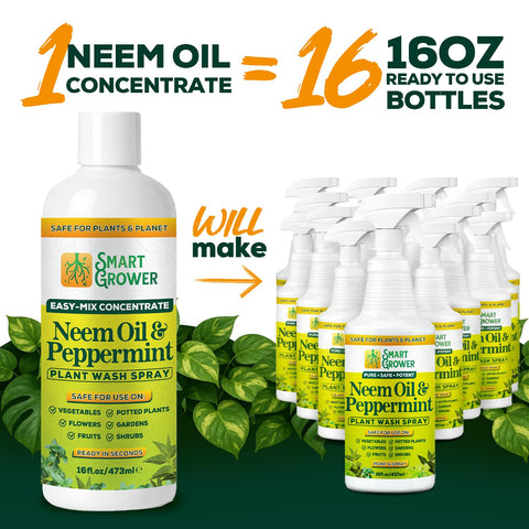 Leaves shine on indoor houseplants after applying Smart Grower neem spray.