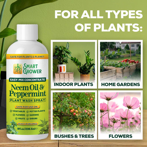 Smart Grower Neem Oil Spray used on indoor herbs to maintain cleanliness