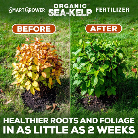 Smart Grower Sea-Kelp fertilizer promotes vibrant foliage on houseplants.