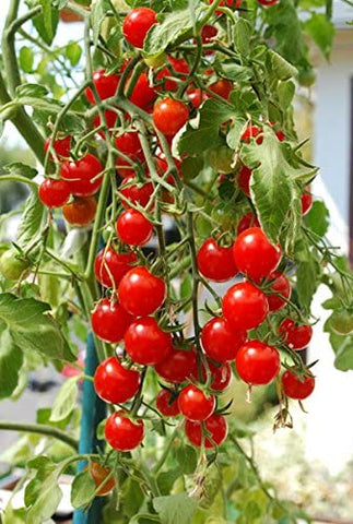 Smart Spring Ultimate Hanging Baskets adding color to patios and small spaces.