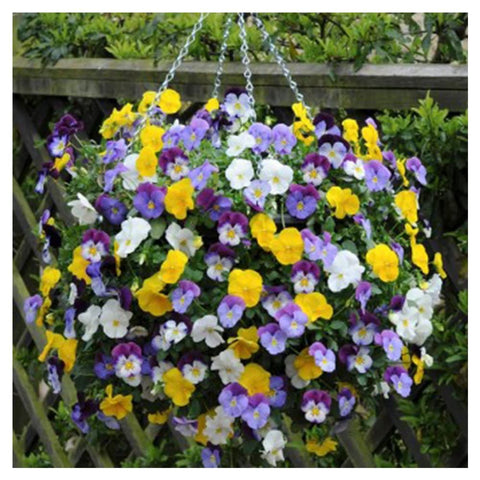 Smart Spring Ultimate Hanging Baskets side-plant ports for more plants and tidy growth.
