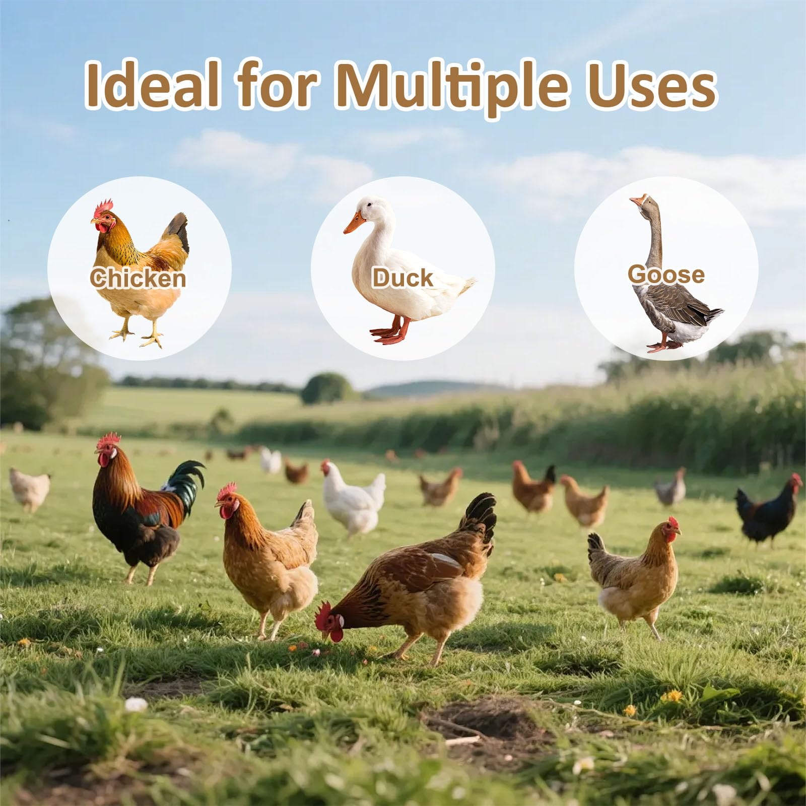 SMFANLIN feeder in a busy coop reduces waste and promotes health.